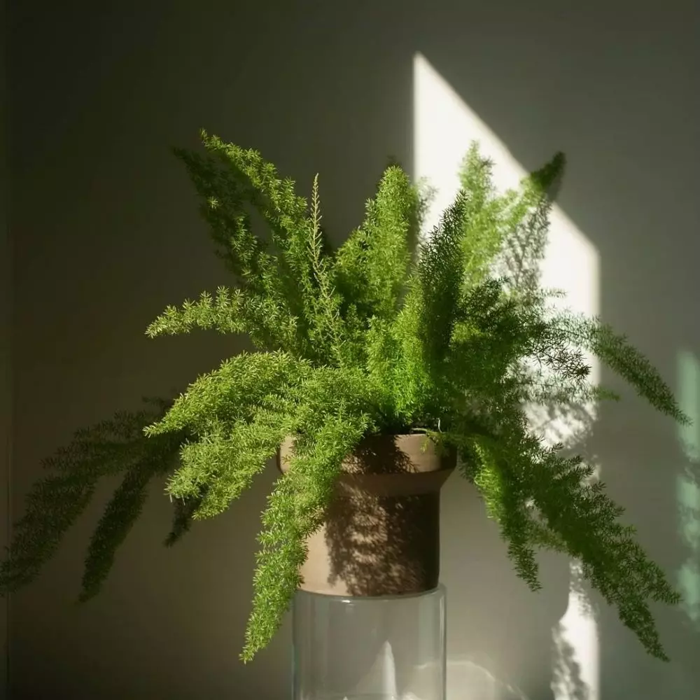 Jenis tanaman hias daun asparagus IInstagram © 2021 brilio.net Jenis tanaman hias daun asparagus IInstagram © 2021 brilio.net