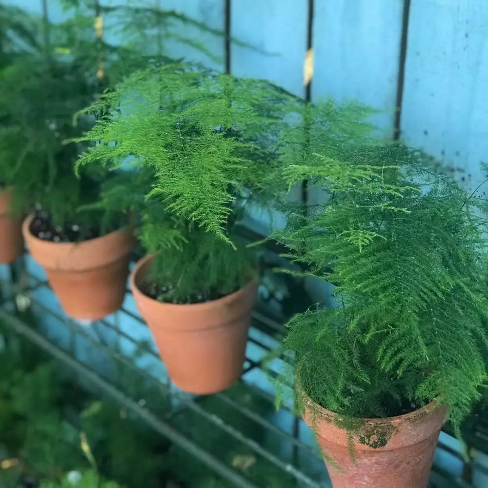 Jenis tanaman hias daun asparagus IInstagram © 2021 brilio.net Jenis tanaman hias daun asparagus IInstagram © 2021 brilio.net