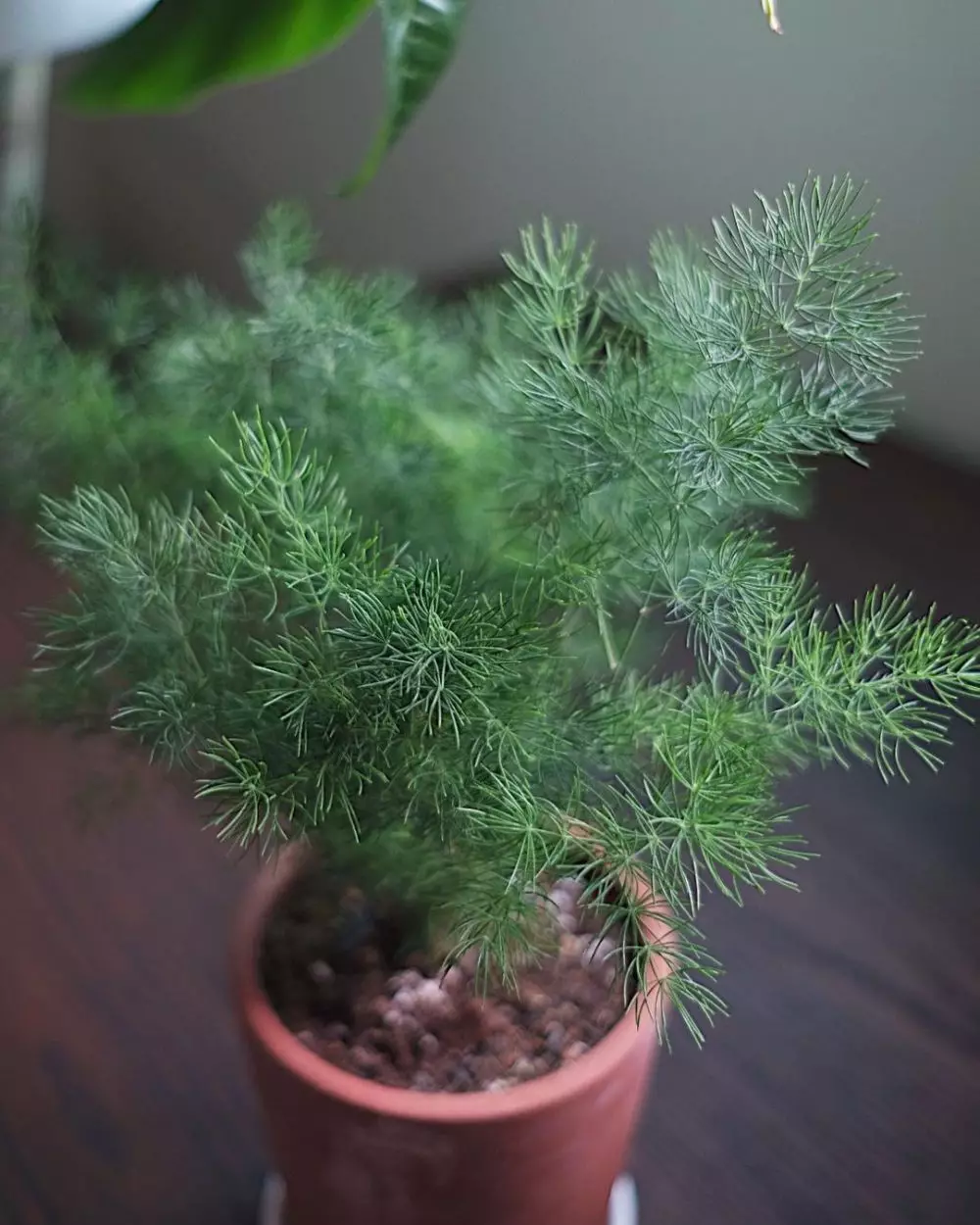 Jenis tanaman hias daun asparagus IInstagram © 2021 brilio.net Jenis tanaman hias daun asparagus IInstagram © 2021 brilio.net