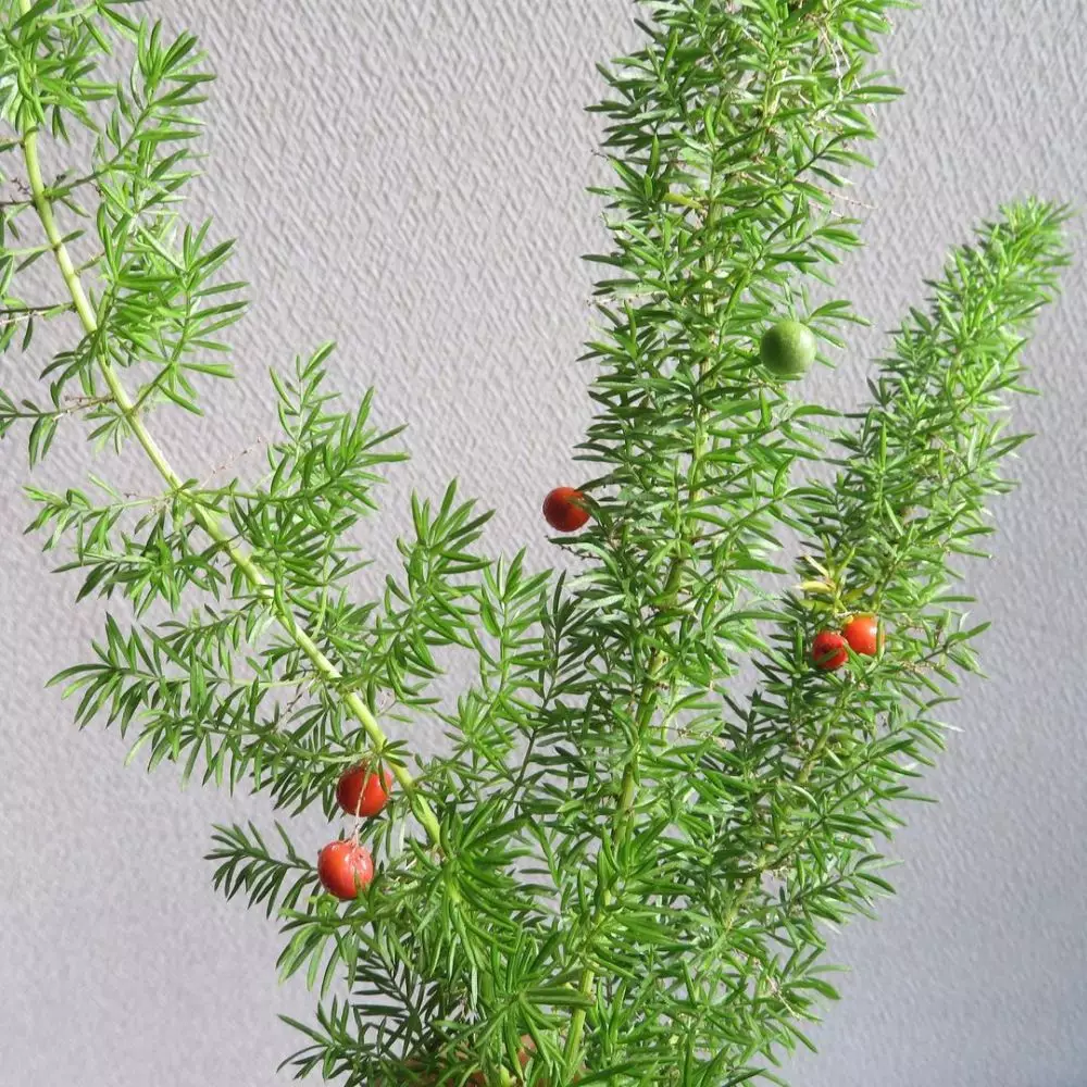 Jenis tanaman hias daun asparagus IInstagram © 2021 brilio.net Jenis tanaman hias daun asparagus IInstagram © 2021 brilio.net