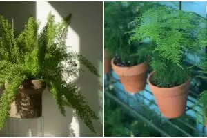 5 Jenis tanaman hias daun asparagus, perawatannya nggak ribet