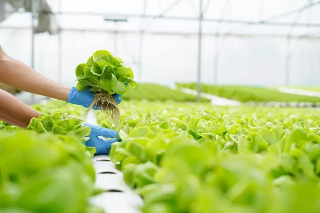 sistem hidroponik lengkap © freepik.com