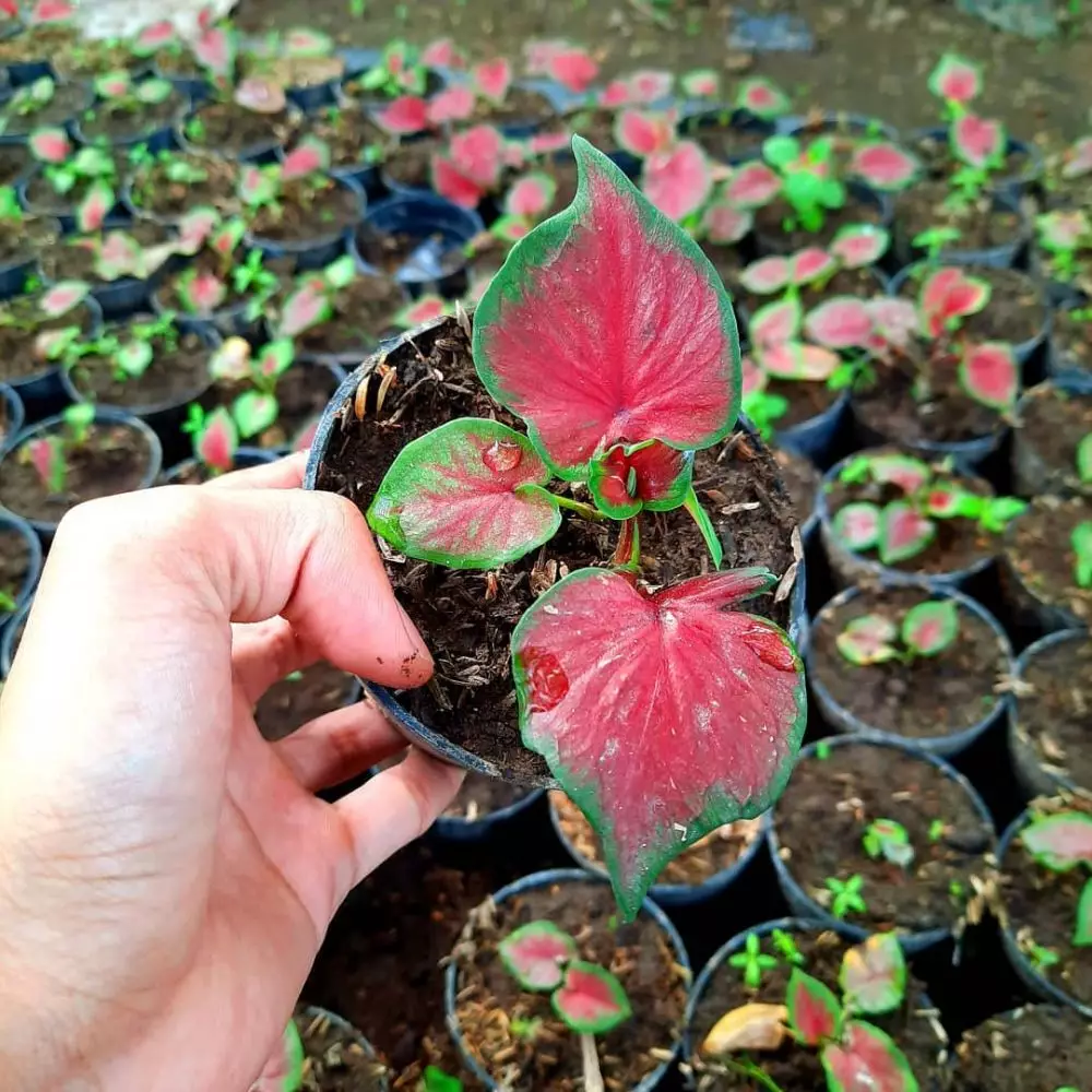 Tanaman keladi dengan harga terjangkau Instagram Tanaman keladi dengan harga terjangkau Instagram