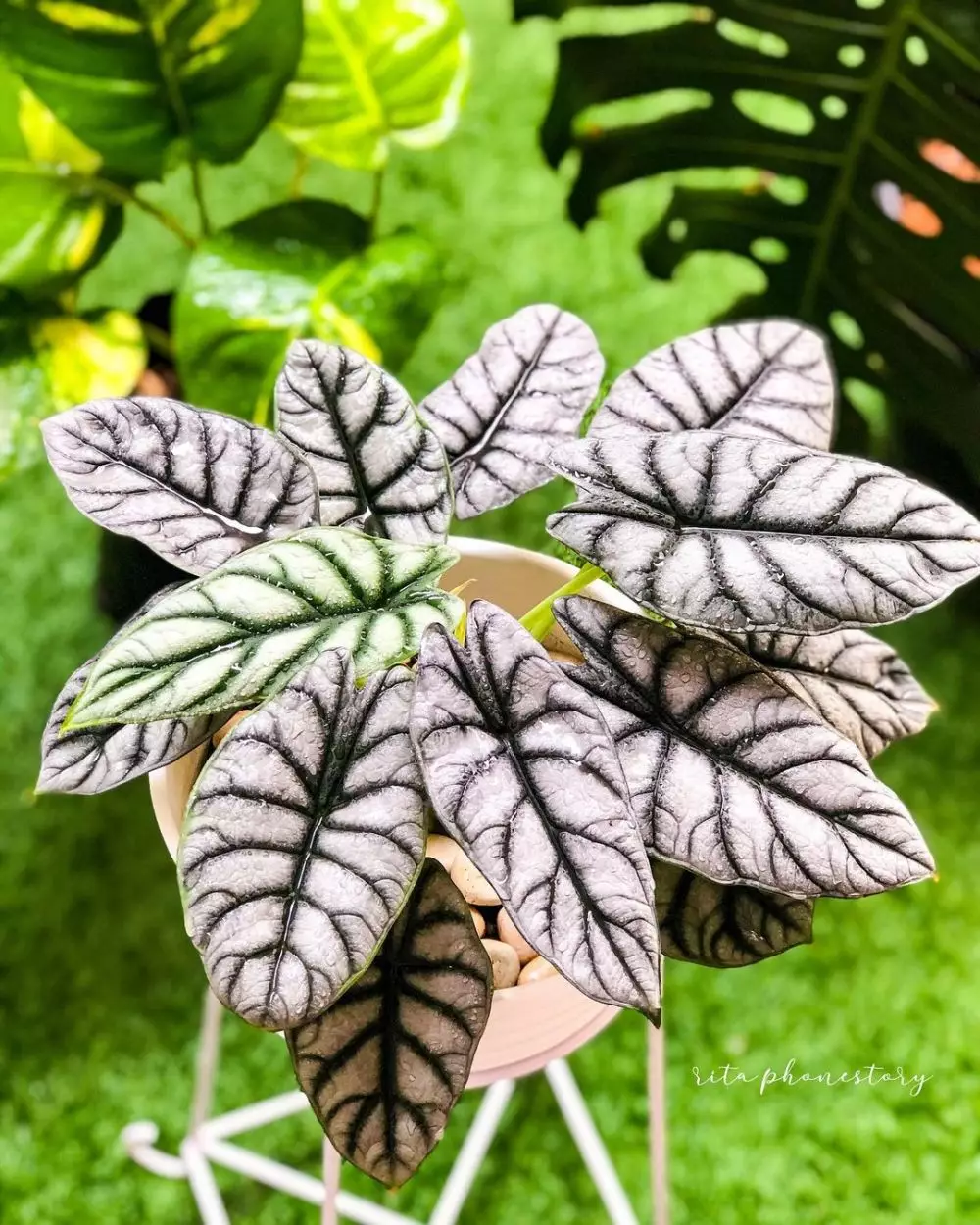 Tanaman keladi dengan harga terjangkau Instagram Tanaman keladi dengan harga terjangkau Instagram