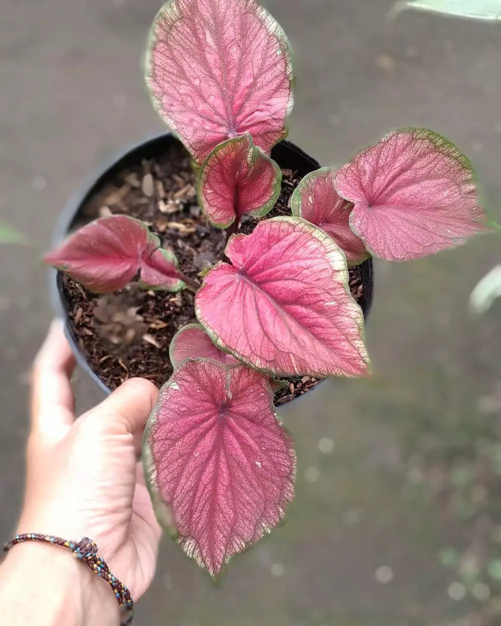 Tanaman keladi dengan harga terjangkau Instagram Tanaman keladi dengan harga terjangkau Instagram