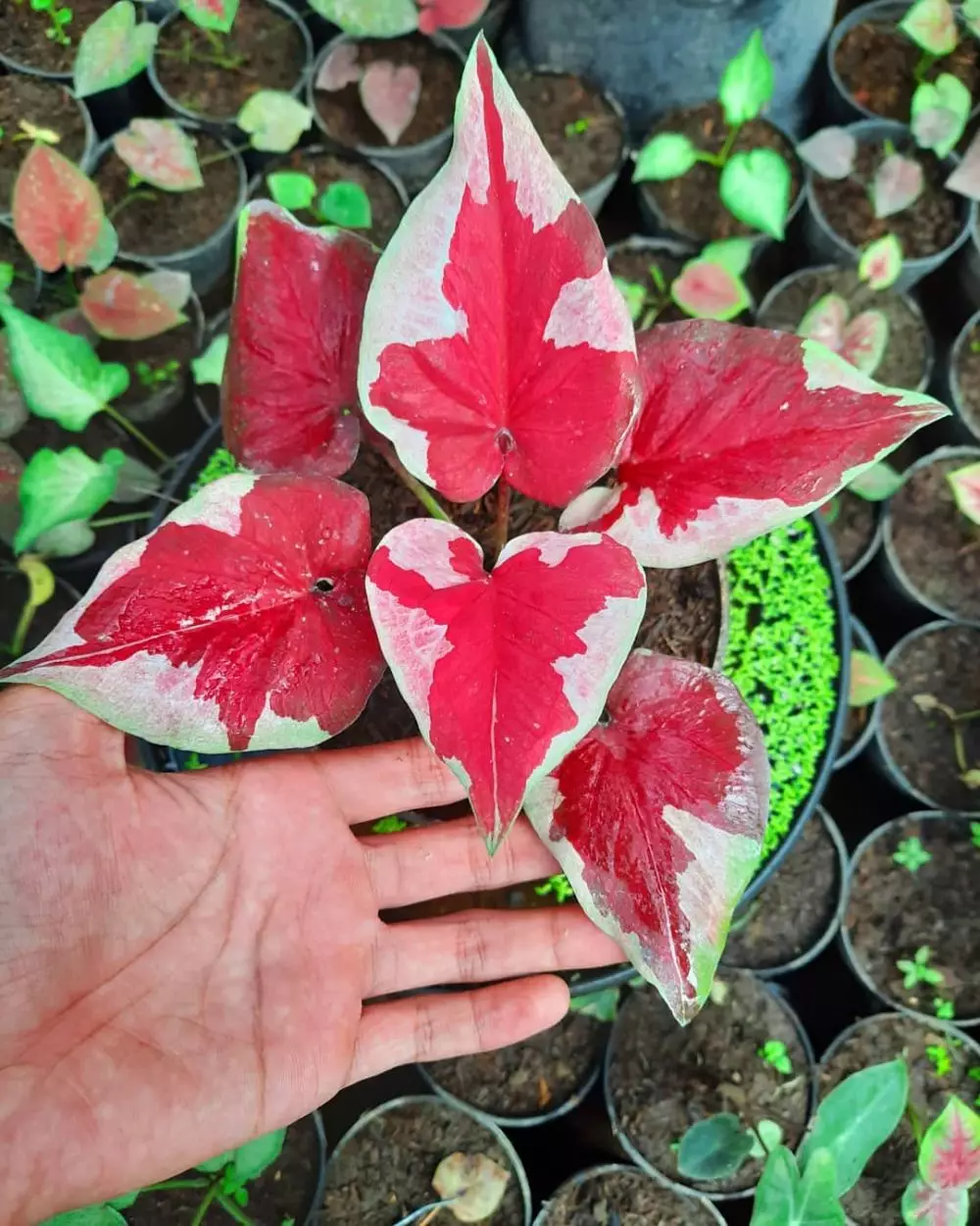 Tanaman keladi dengan harga terjangkau Instagram Tanaman keladi dengan harga terjangkau Instagram