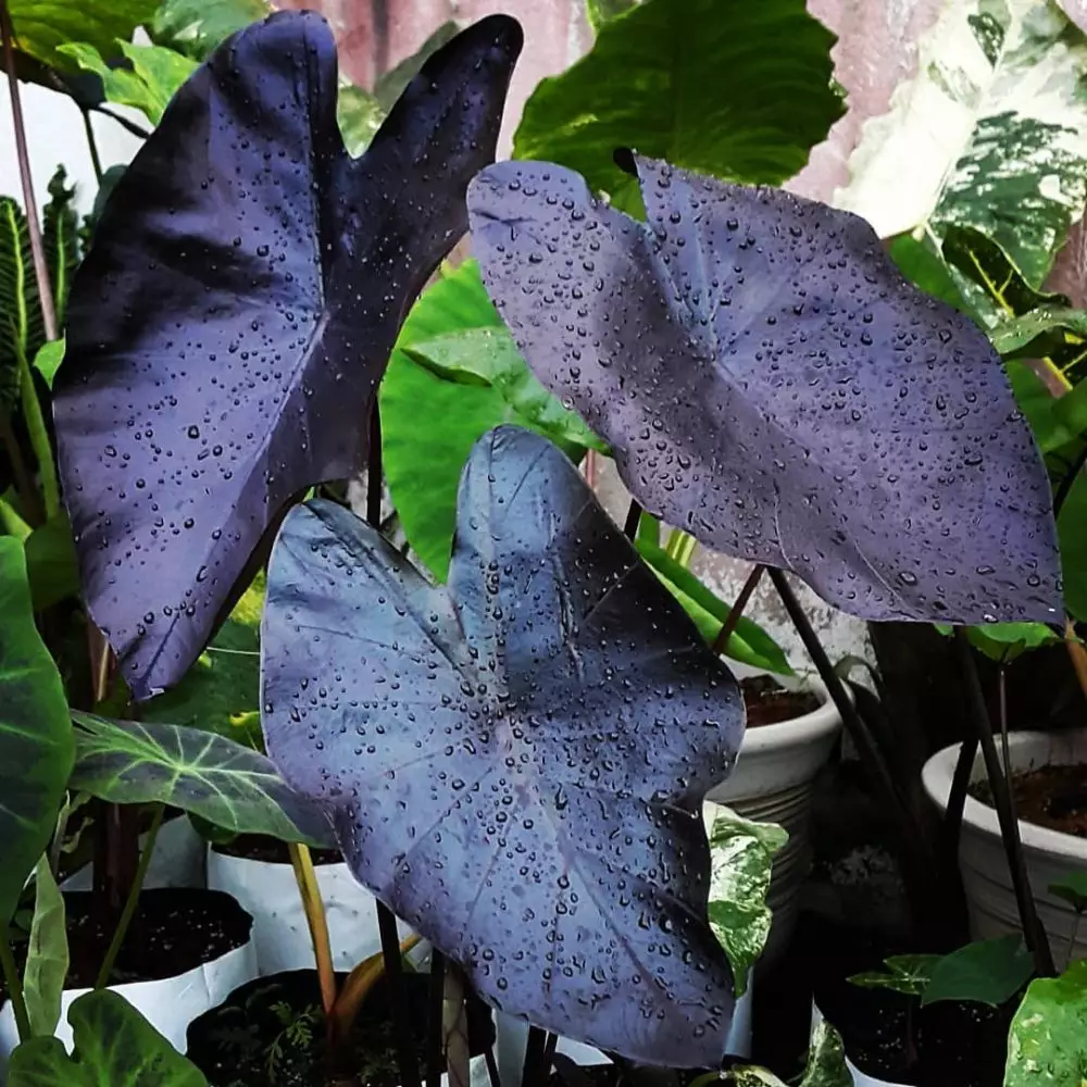 Tanaman keladi dengan harga terjangkau Instagram Tanaman keladi dengan harga terjangkau Instagram