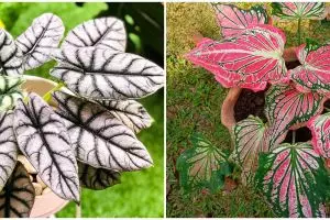 6 Tanaman keladi dengan harga terjangkau, ada merah jaguar