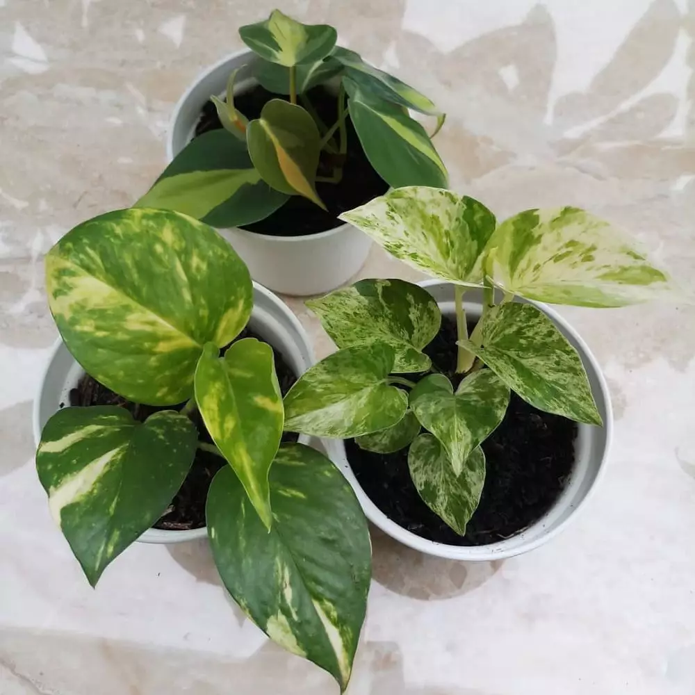 Tanaman hias daun hijau kecil Instagram © 2021 brilio.net Tanaman hias daun hijau kecil Instagram © 2021 brilio.net