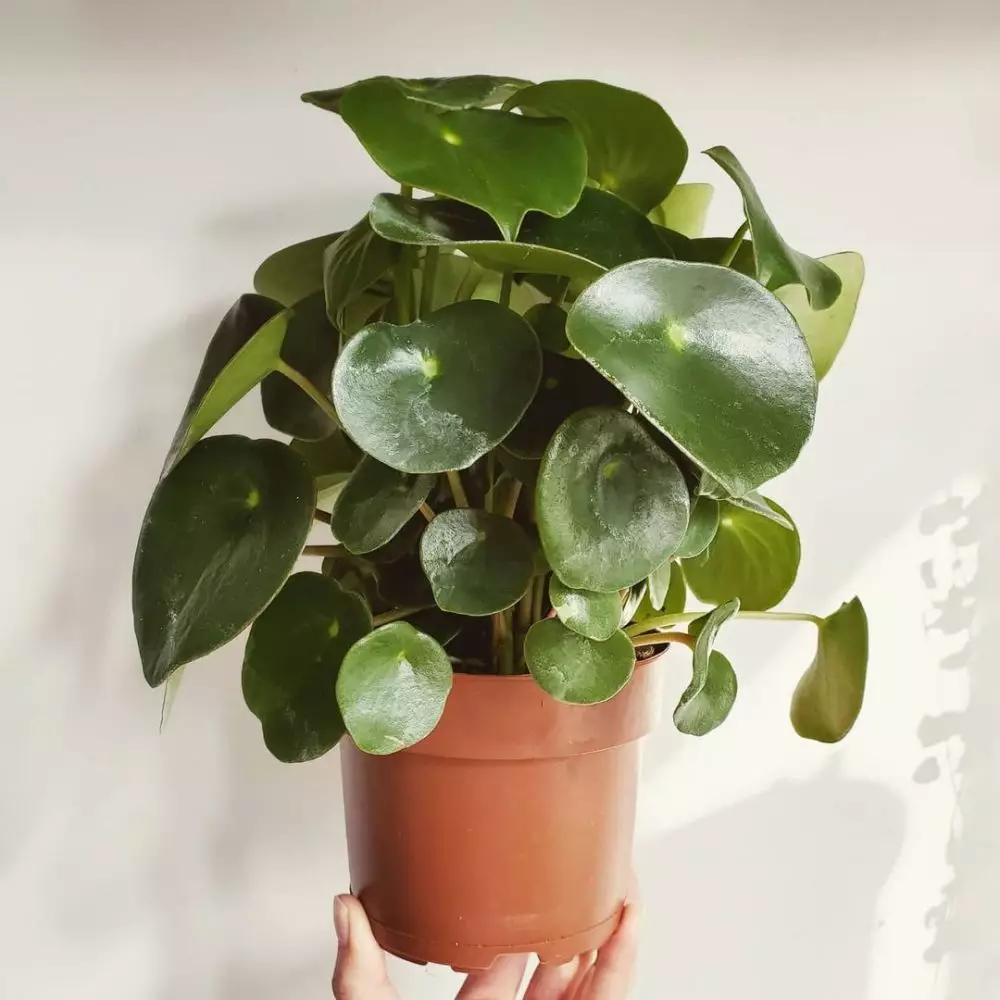 Tanaman hias daun hijau kecil Instagram © 2021 brilio.net Tanaman hias daun hijau kecil Instagram © 2021 brilio.net