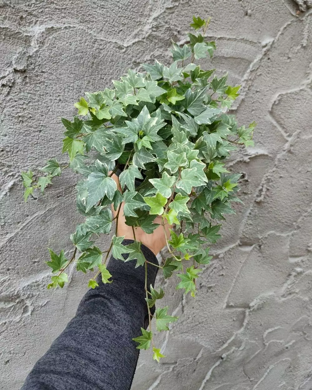 Tanaman hias daun hijau kecil Instagram © 2021 brilio.net Tanaman hias daun hijau kecil Instagram © 2021 brilio.net