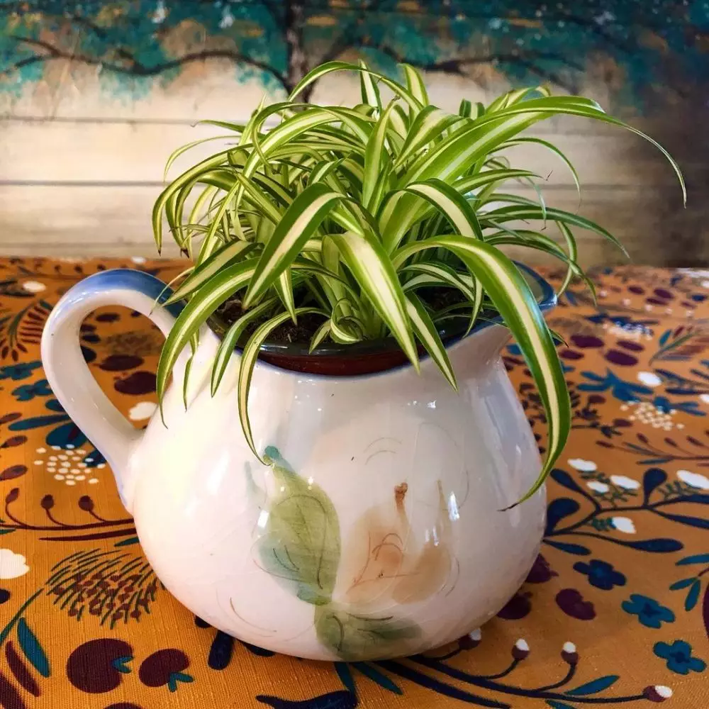 Tanaman hias daun hijau kecil Instagram © 2021 brilio.net Tanaman hias daun hijau kecil Instagram © 2021 brilio.net