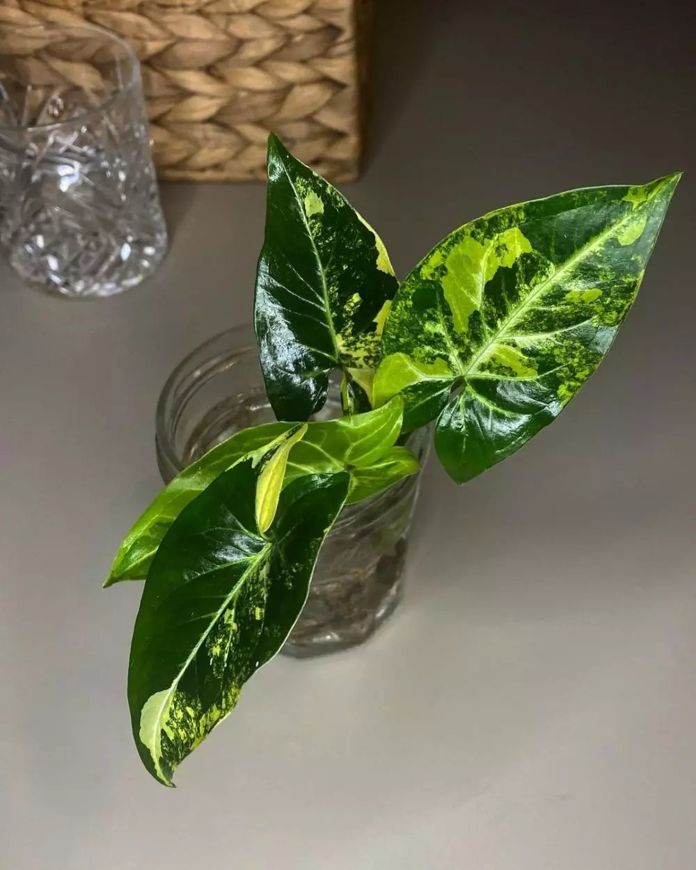 Tanaman hias daun hijau kecil Instagram © 2021 brilio.net Tanaman hias daun hijau kecil Instagram © 2021 brilio.net