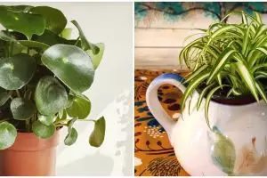 7 Tanaman hias daun hijau kecil, unik dan cocok untuk pot mini