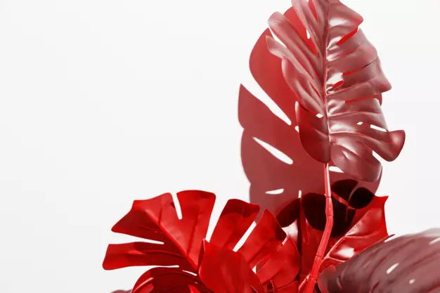 merawat janda bolong merah © freepik.com