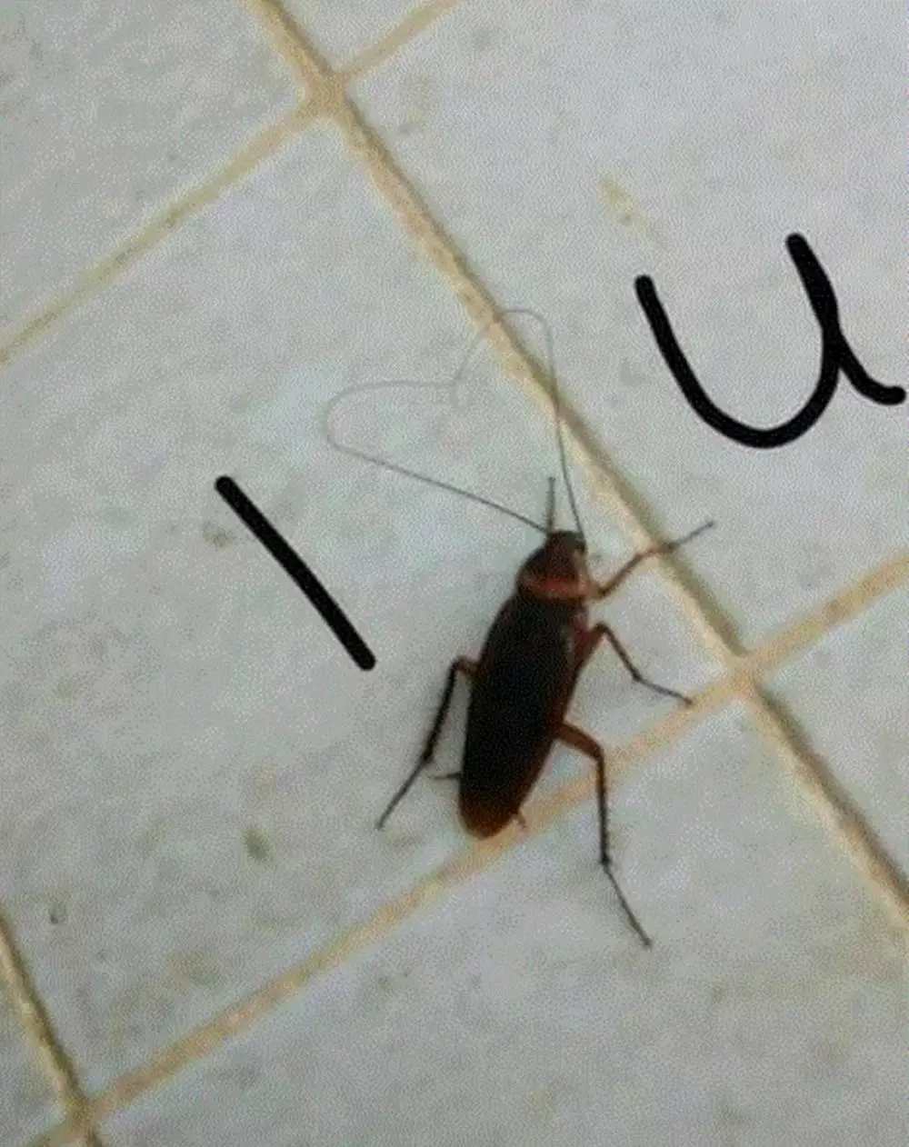 penampakan bentuk love © Instagram