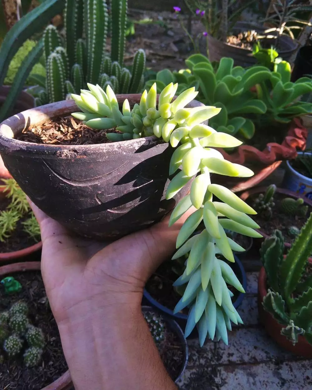 Cara merawat tanaman hias gantung kaktus anggur Instagram ; Freepik © 2021 brilio.net