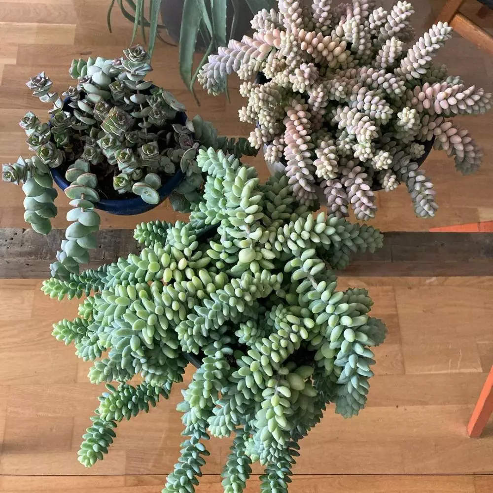 Cara merawat tanaman hias gantung kaktus anggur Instagram ; Freepik © 2021 brilio.net