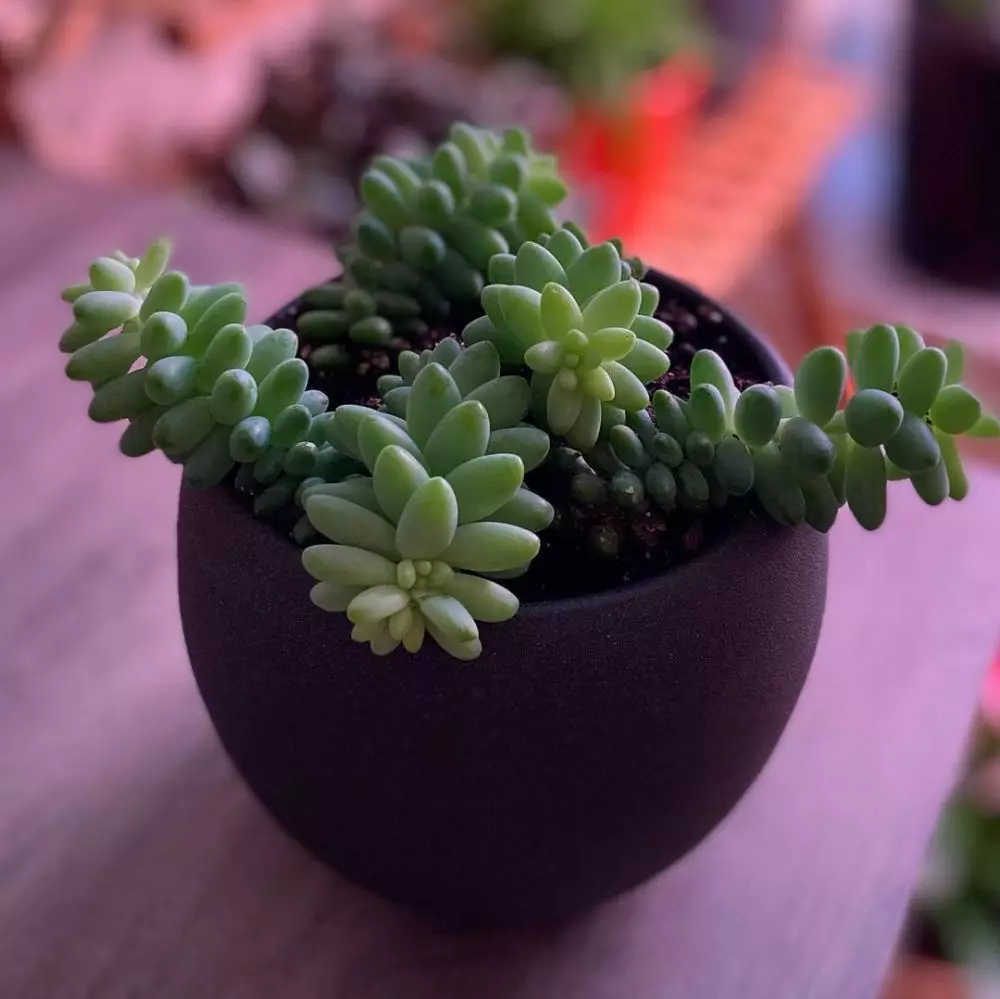 Cara merawat tanaman hias gantung kaktus anggur Instagram ; Freepik © 2021 brilio.net