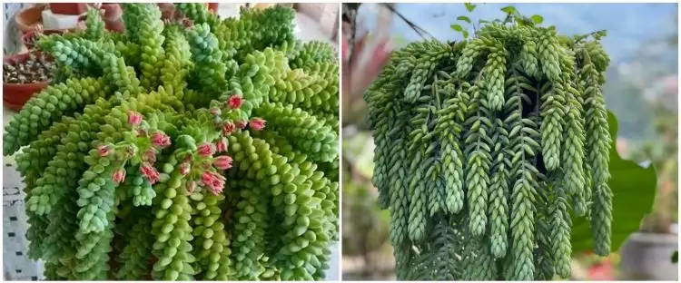 Cara merawat tanaman hias gantung kaktus anggur, rimbun dan cantik