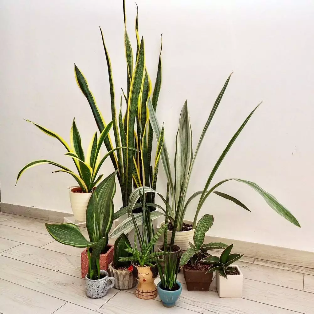 Cara repotting lidah mertua © Istimewa