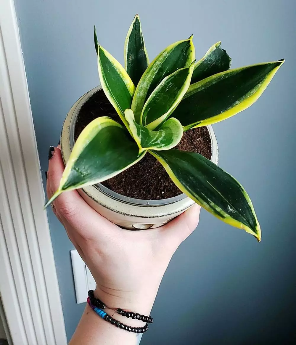 Cara repotting lidah mertua © Istimewa