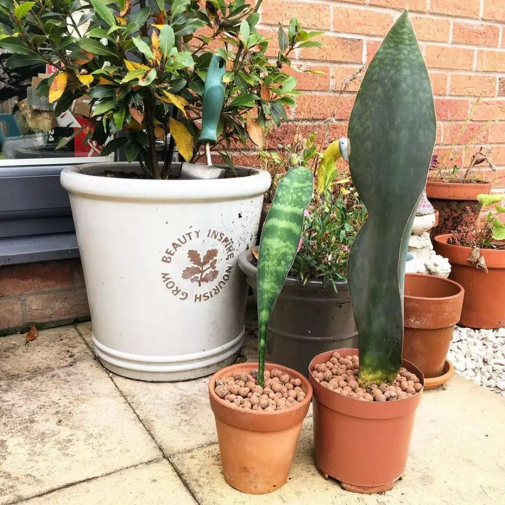 Cara repotting lidah mertua © Istimewa