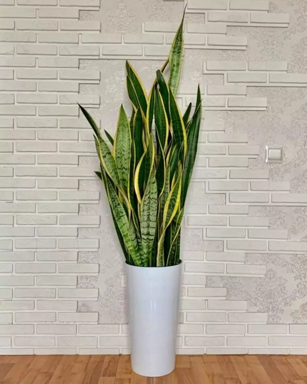 Cara merawat lidah mertua sansevieria laurentii © Instagram Cara merawat lidah mertua sansevieria laurentii © Instagram