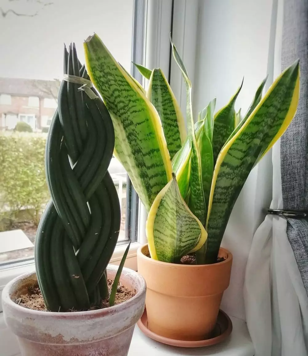Cara merawat lidah mertua sansevieria laurentii © Instagram Cara merawat lidah mertua sansevieria laurentii © Instagram