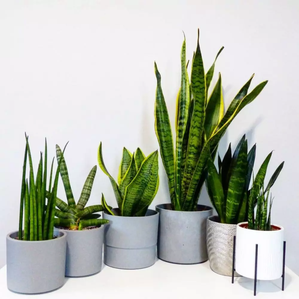 Cara merawat lidah mertua sansevieria laurentii © Instagram Cara merawat lidah mertua sansevieria laurentii © Instagram
