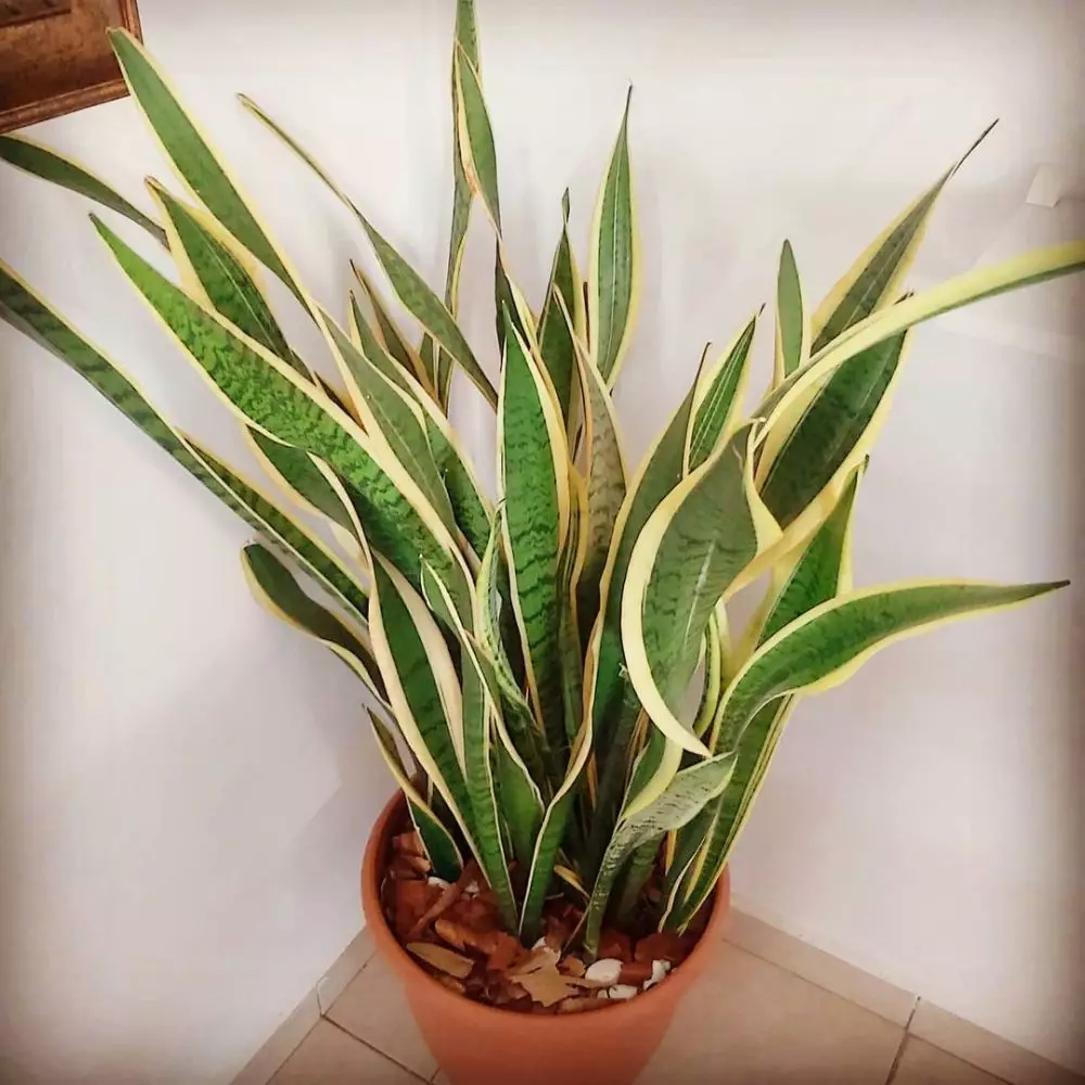 Cara merawat lidah mertua sansevieria laurentii © Instagram Cara merawat lidah mertua sansevieria laurentii © Instagram