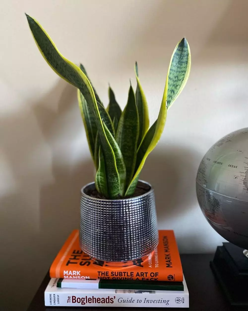 Cara merawat lidah mertua sansevieria laurentii © Instagram Cara merawat lidah mertua sansevieria laurentii © Instagram