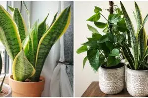 Cara merawat lidah mertua sansevieria laurentii, cocok di area indoor