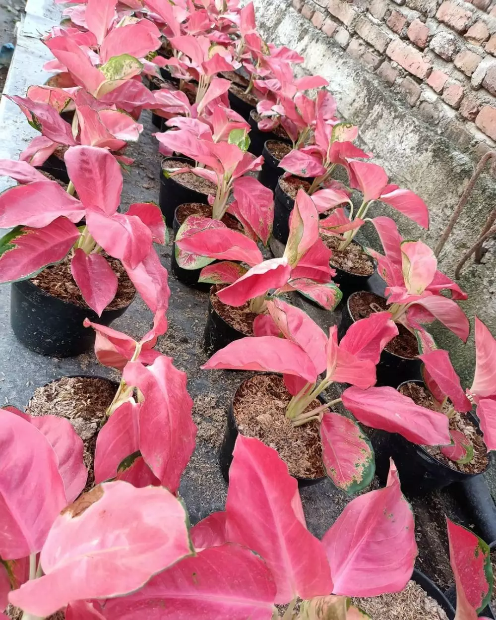 Harga keladi merah daun panjang Instagram