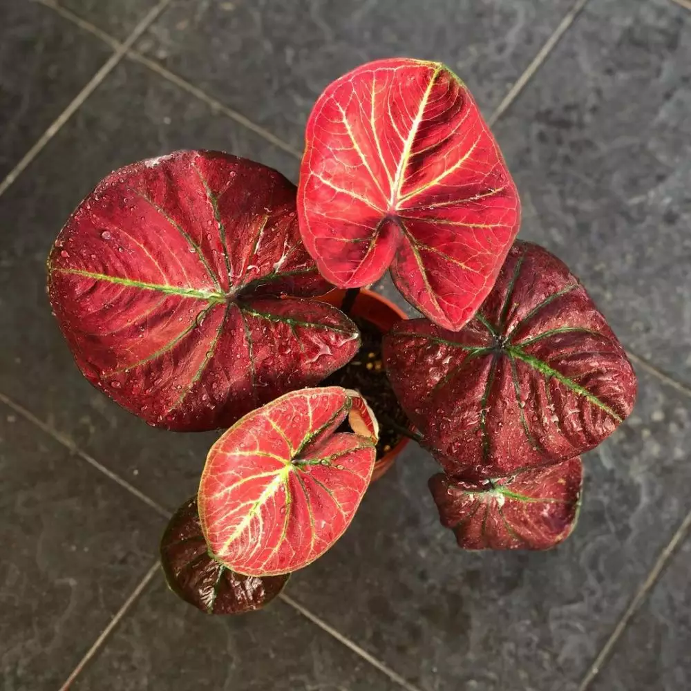 Harga keladi merah daun panjang Instagram