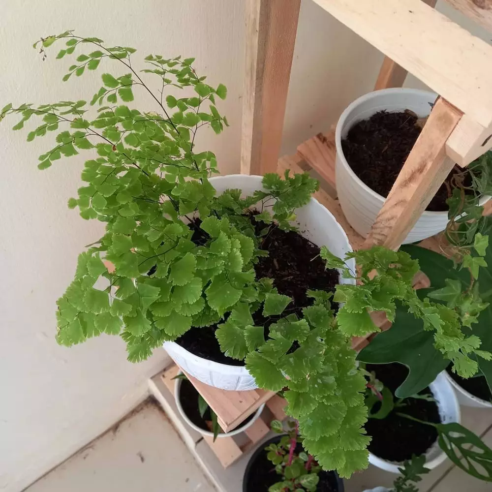 Cara merawat dan menanam tanaman hias daun suplir Instagram