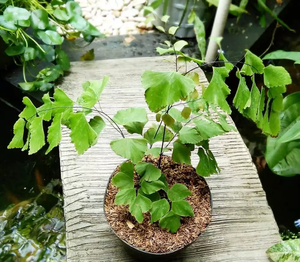 Cara merawat dan menanam tanaman hias daun suplir Instagram