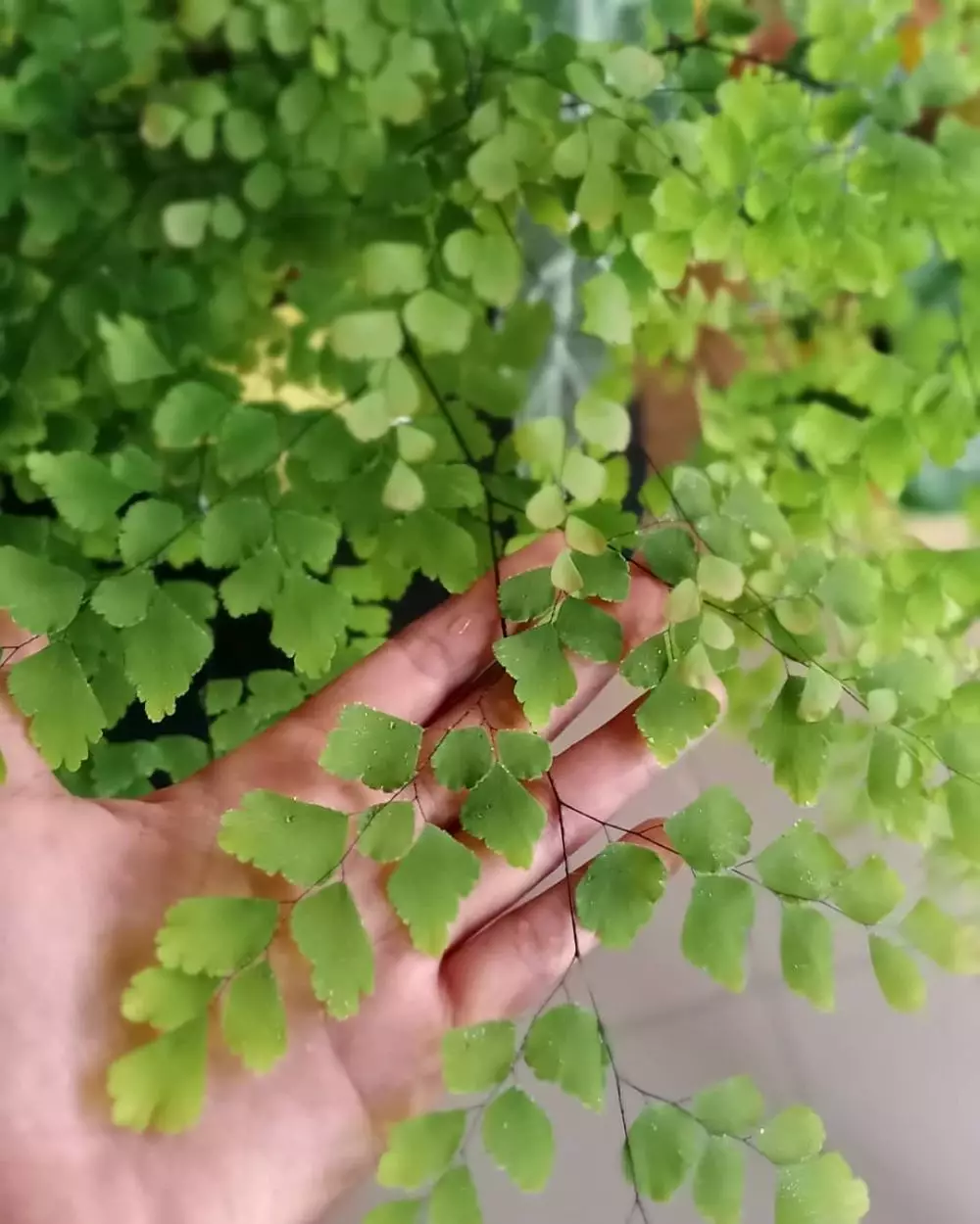 Cara merawat dan menanam tanaman hias daun suplir Instagram