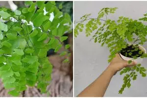 Cara merawat dan menanam tanaman hias daun suplir, menyejukkan rumah