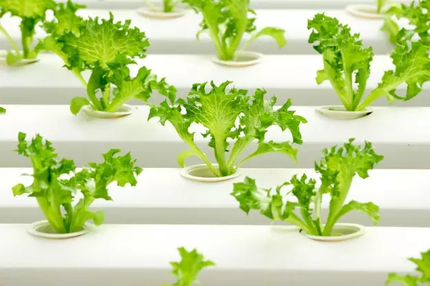 menanam selada hidroponik © freepik.com menanam selada hidroponik © freepik.com