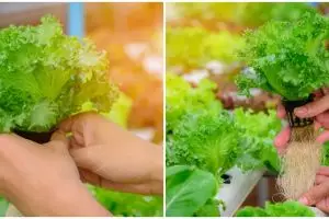 5 Cara menanam selada hidroponik di rumah, cocok buat pemula