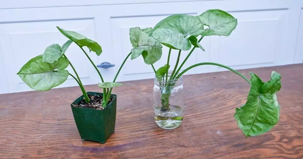 Tanaman hias beracun © Istimewa Tanaman hias beracun © Istimewa