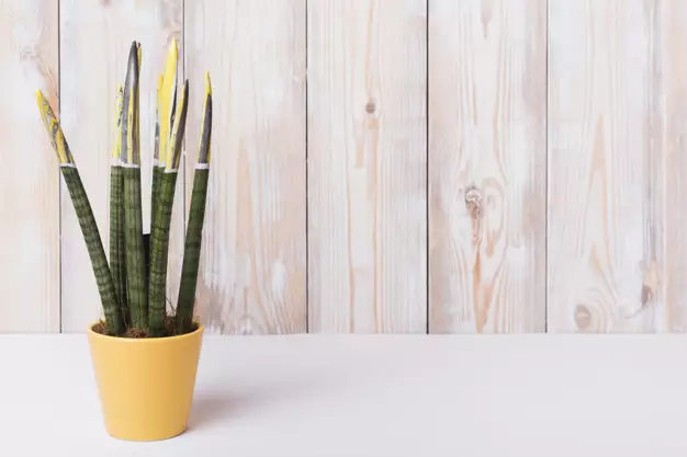 Tanaman hias beracun © Istimewa Tanaman hias beracun © Istimewa