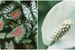 Keladi dan 9 tanaman hias ini beracun, jangan sampai termakan