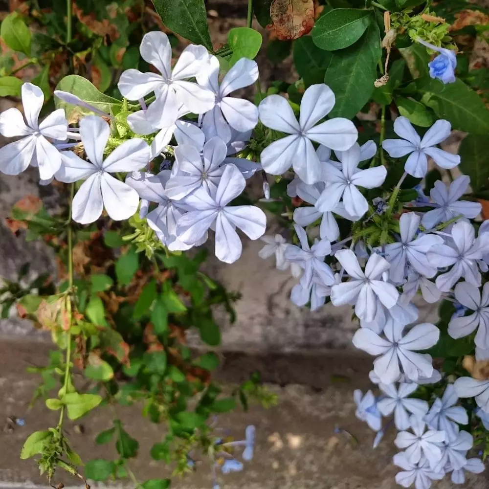 Mengenal tanaman hias daun encok Berbagai sumber
