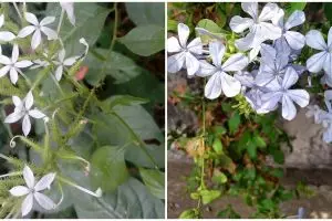 Mengenal tanaman hias daun encok dan manfaatnya untuk kesehatan