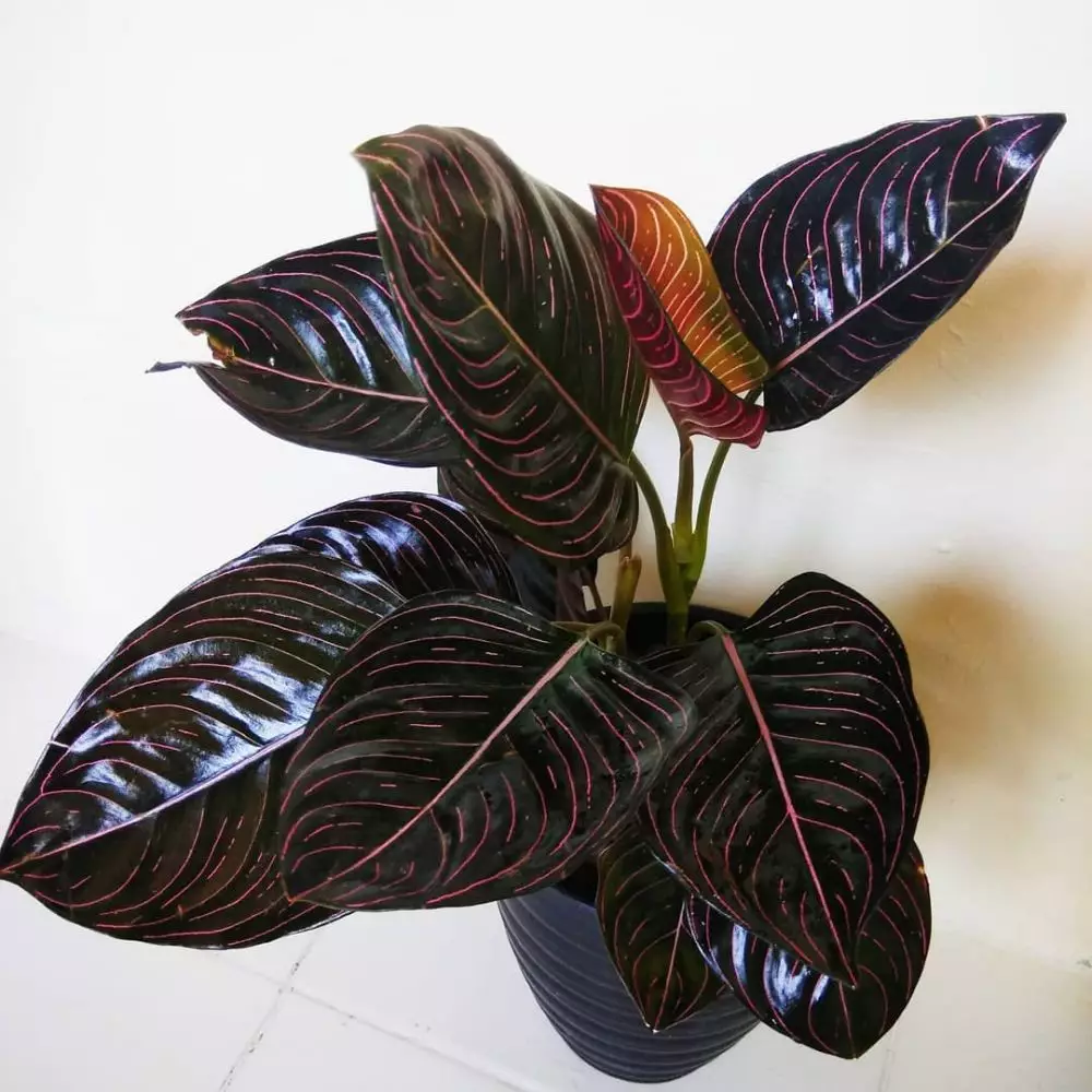 aglonema termurah © Instagram