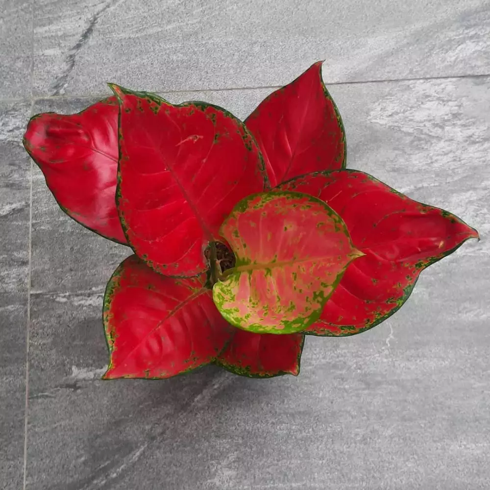 aglonema termurah © Instagram