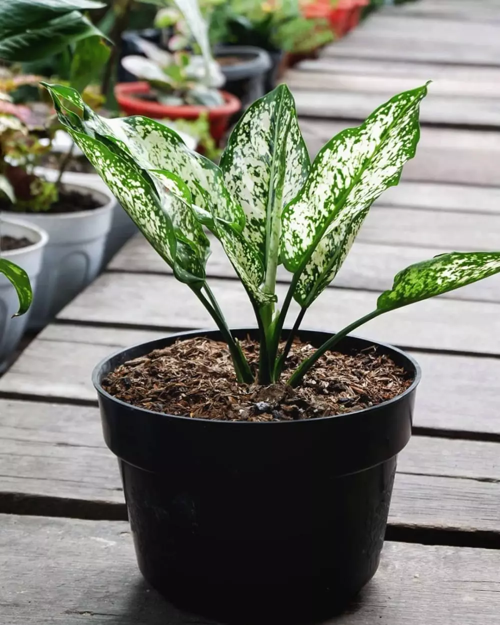 aglonema termurah © Instagram