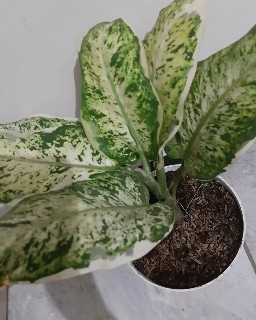 aglonema termurah © Instagram